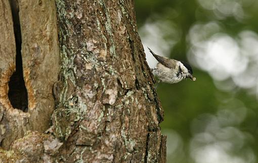 The willow or Coaltit-forum-coaltit-2.jpg