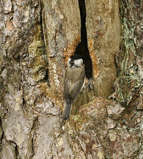 The willow or Coaltit-forum-coaltit-back.jpg