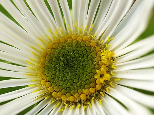 Macros from the garden-macro-06.jpg