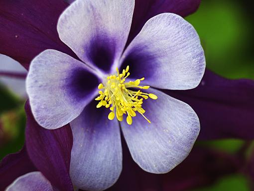 Macros from the garden-macro-03.jpg