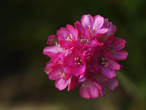 Macros from the garden-macro-05.jpg