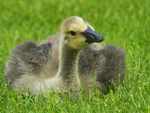 One little baby from a birding trip.-gosling-tilt.jpg