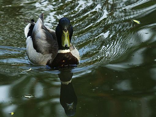 One little baby from a birding trip.-mallard-03.jpg