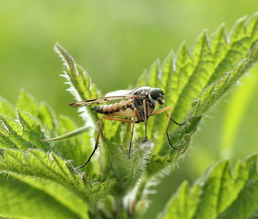 Riverside Macros-forum-horsefly.jpg