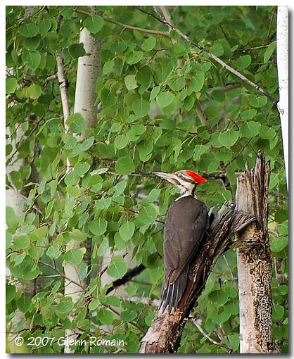 Dryocopus Pileatus-pileated-woodpecker.jpg