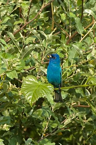 Blue Grosbeak-dsc_0030_web.jpg