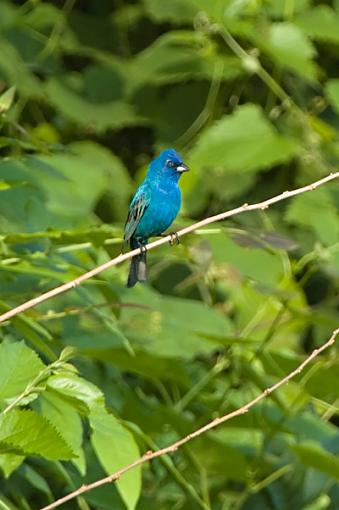 Blue Grosbeak-dsc_0045_web.jpg