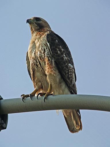 City Hawk-red-tail-01.jpg