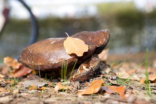 Fungus Identification?-vv9w2300.jpg