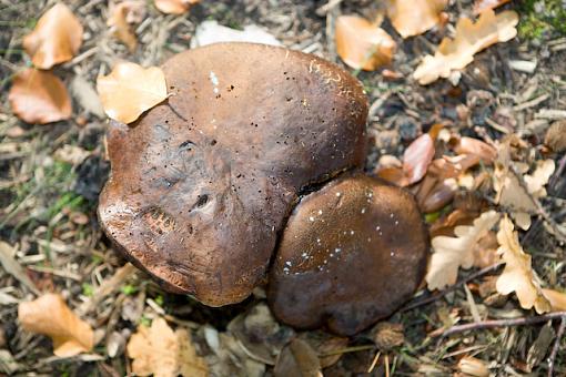 Fungus Identification?-vv9w2301.jpg