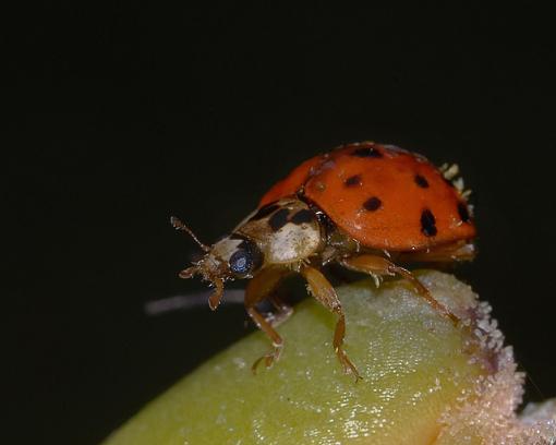 Tube Time??-ladybug-107-2-8x10-640.jpg