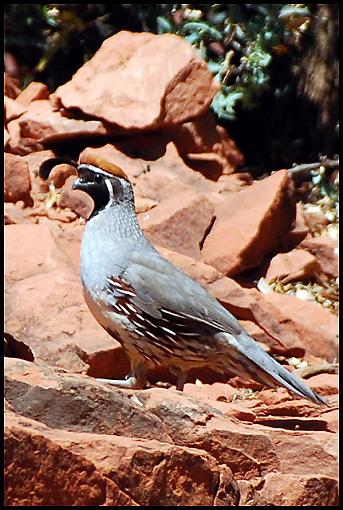 Spring 07 Bird ID Thread-az_dq-1.jpg