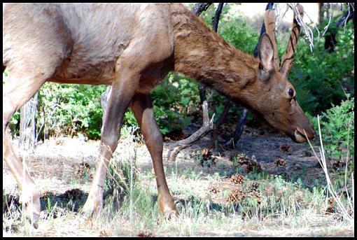 Arizona Wildlife-az_elk.jpg