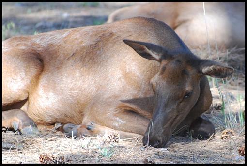 Arizona Wildlife-az_elk-2.jpg