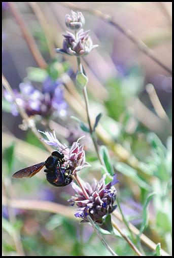 Arizona Wildlife-az_bee.jpg