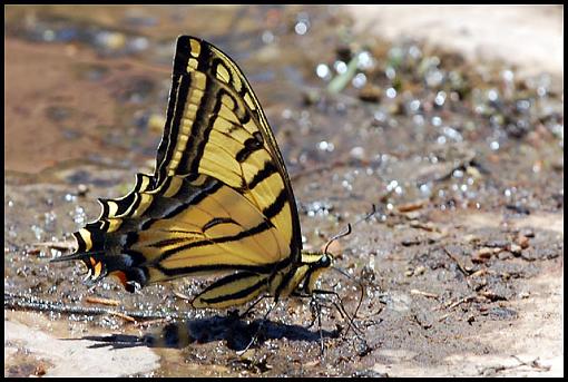 Arizona Wildlife-az_bf.jpg