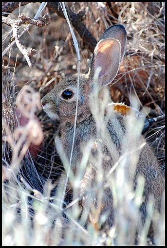 Arizona Wildlife-az_jr.jpg