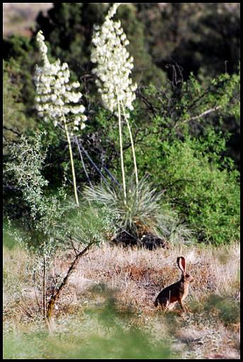 Arizona Wildlife-az_jr2.jpg