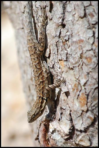 Arizona Wildlife-az_liz.jpg