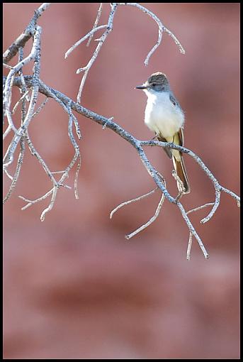 Arizona Wildlife-az_unk.jpg