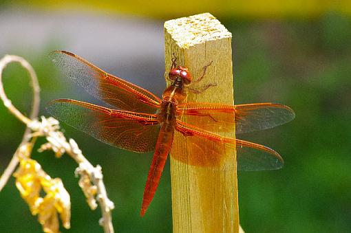 Orange Dragonfly?-orange-dragonfly-1.jpg