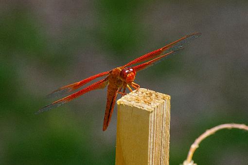 Orange Dragonfly?-orange-dragonfly-2.jpg