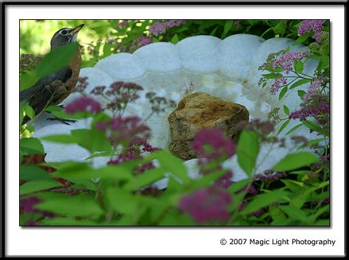 Bird Bath Cam-capture_00700.jpg