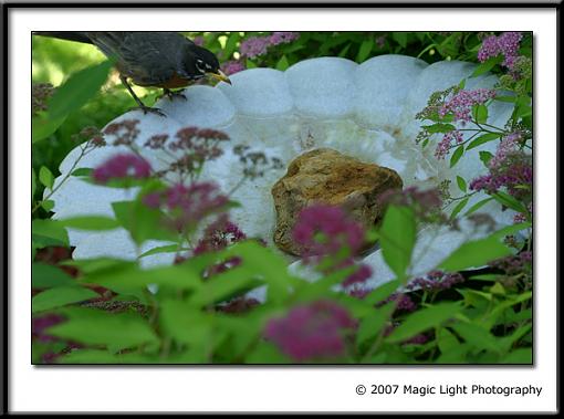 Bird Bath Cam-capture_00813.jpg