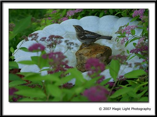 Bird Bath Cam-capture_01198.jpg