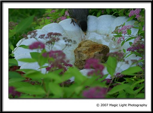 Bird Bath Cam-capture_01326.jpg