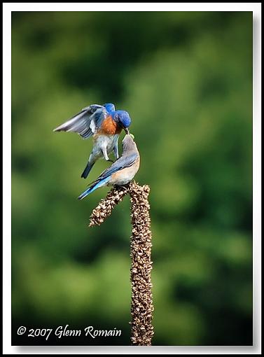 Eastern Bluebird-eastern-bluebird-3.jpg