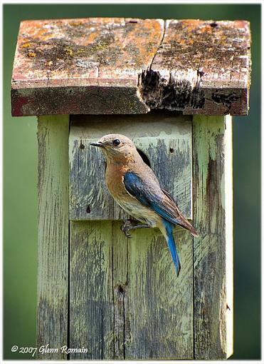 Eastern Bluebird-eastern-bluebird-5.jpg