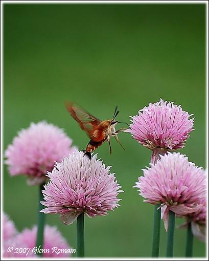 A few from a couple of day`s ago.-hummingbird-moth.jpg