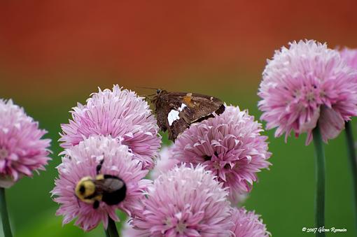 A few from a couple of day`s ago.-silver-spotted-skipper2.jpg