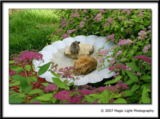 Bird Bath Cam-capture_01977.jpg