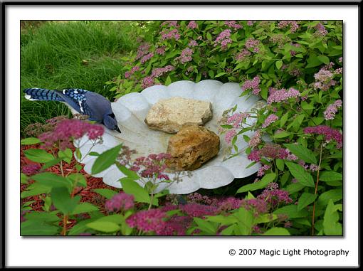 Bird Bath Cam-capture_02023.jpg