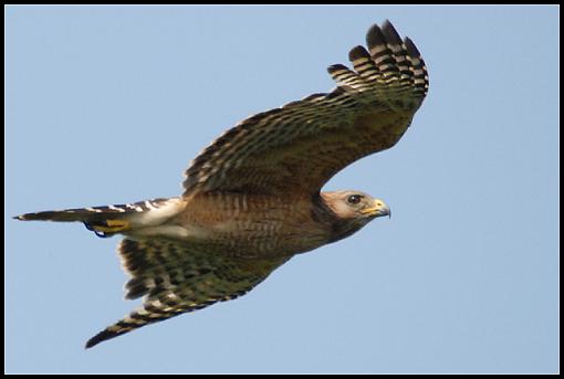 Spring 07 Bird ID Thread-hawk.jpg