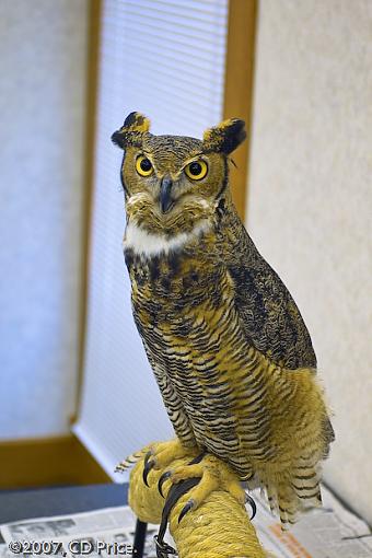 Artemis - One winged Owl-pwsp4prs-3.jpg