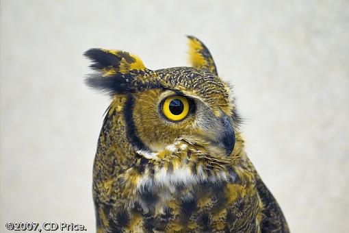 Artemis - One winged Owl-pwsp4prs-5.jpg