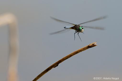 Coming and Going-06-13-07-dragonfly-1.jpg