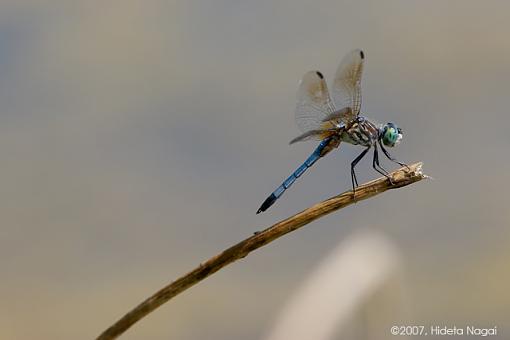 Coming and Going-06-13-07-dragonfly-2.jpg