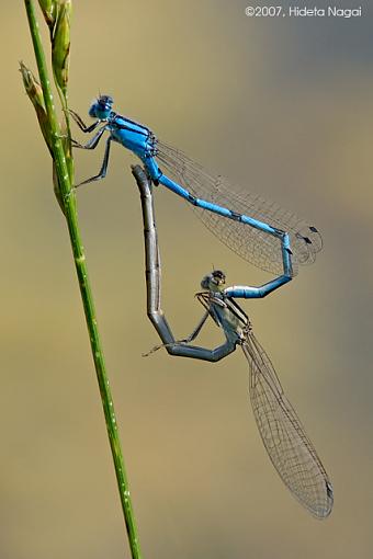 Coming and Going-06-13-07-damselflies.jpg