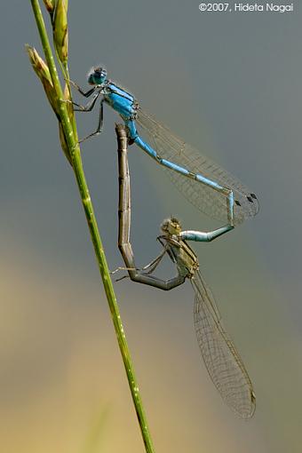 Coming and Going-06-13-07-damselflies-alternate-1.jpg