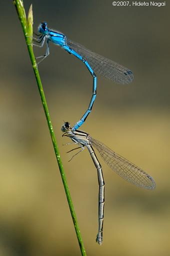 Coming and Going-06-13-07-damselflies-alternate-2.jpg