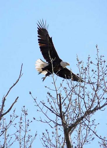 Birds of prey.-eagle-flight.jpg