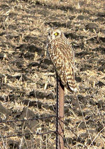 Birds of prey.-short-eared-owl.jpg