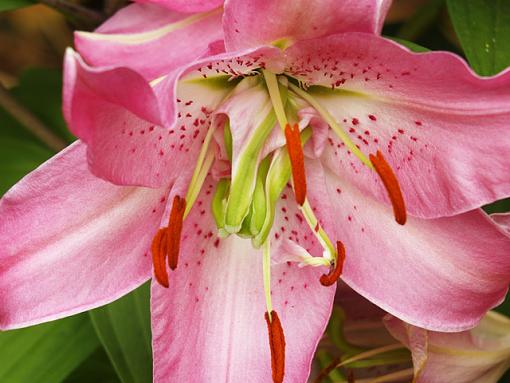 Asiatic Lily macro-lilly-macro.jpg