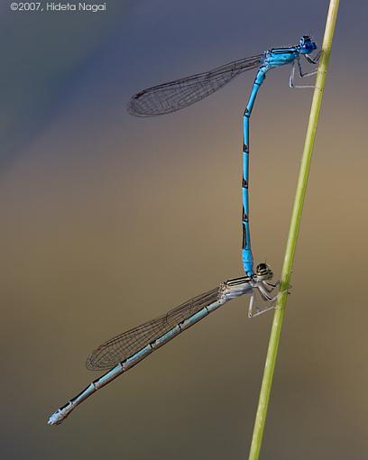 Coming and Going-06-15-07-damselflies.jpg