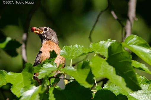 And sometimes it just doesn't work out-06-15-07-robins.jpg