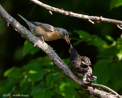 And sometimes it just doesn't work out-06-17-07-robins.jpg